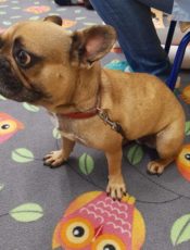 POZNAJEMY PRACĘ WETERYNARZA – DZIĘKUJEMY SERDECZNIE MAMIE ADASIA I FIONIE :) – GRUPA VI